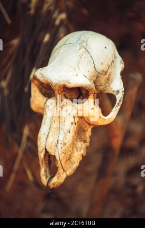 monkey skull hanged by wooden in forest in Konso Ethiopia Stock Photo