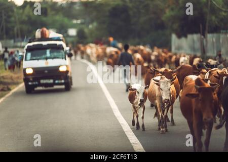 Afar, Ethiopia - November 06, 2018: Herd of domestic cows walking on paved roadway with driving car in countryside, Ethiopia Stock Photo