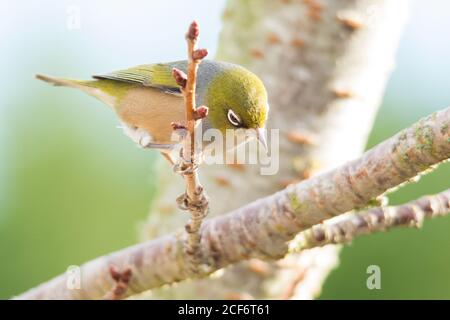 Silvereye in cherry tree Stock Photo