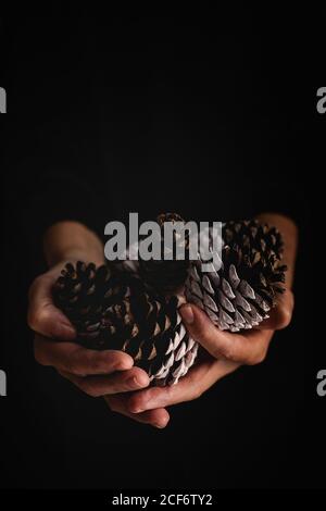 anonymous person demonstrating handful of painted confer cones during Christmas celebration against black background Stock Photo