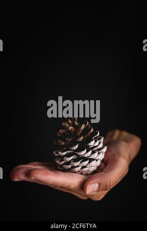 Crop person with handful of conifer cones Stock Photo