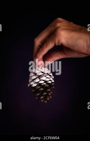 Crop person with conifer cone Stock Photo