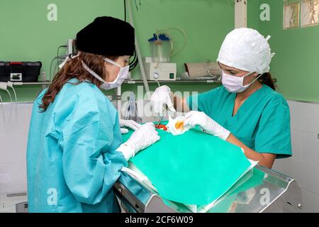 Surgeon and nurse standing in operating room by metal table and working at covered patient in veterinary clinic Stock Photo