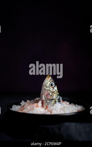 Head of salted mackerel sticking out from plate full of salt on black background Stock Photo