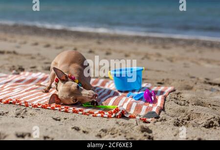 Playful dog biting toy on sandy beach in sunlight Stock Photo