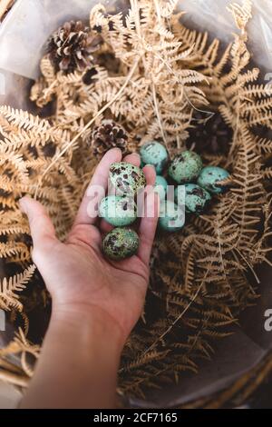 From above crop hand of person putting colored quail eggs in nest of dry plants and snags in basket Stock Photo