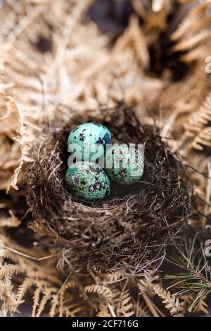 blue eggs in the nest Stock Photo