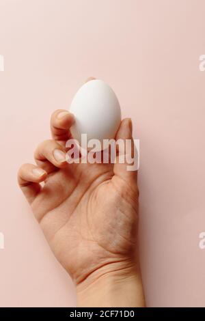 From above crop female arm holding raw white Easter egg on pink background Stock Photo