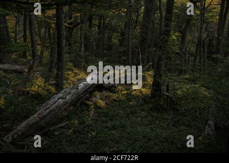 Tree trunk fallen in the middle of a green forest covered in green grass in Torres del Paine National Park Stock Photo