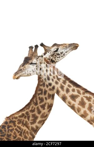 Two giraffes fighting with their necks crossed isolated on white background in Masai Mara in Kenya Stock Photo