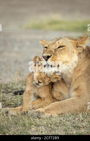Lioness and her lion cub lying down on dry grass in Ndutu in Tanzania Stock Photo