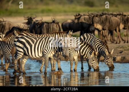 Herd of zebras standing in shallow river drinking water in golden afternoon sunlight in Ndutu Tanzania Stock Photo