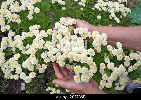 Rural woman  pick flowers of a medical daisies  for processing in his garden Stock Photo