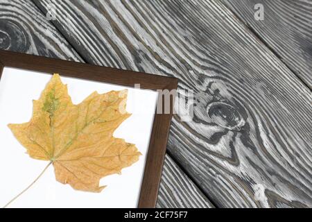 A dried maple leaf in a photo frame. On brushed pine boards painted black and white. Stock Photo