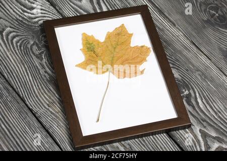 A dried maple leaf in a photo frame. On brushed pine boards painted black and white. Stock Photo