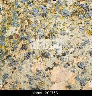Cracked yellow  paint and moss on a metal  sheet  background Stock Photo