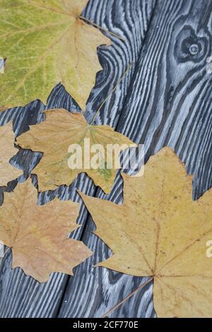 Dried maple leaves on brushed black-and-white pine planks. Stock Photo