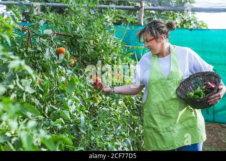 Side view of pleased Woman in green apron picking tomatoes from lush bushes to wicker basket full of peppers in garden Stock Photo