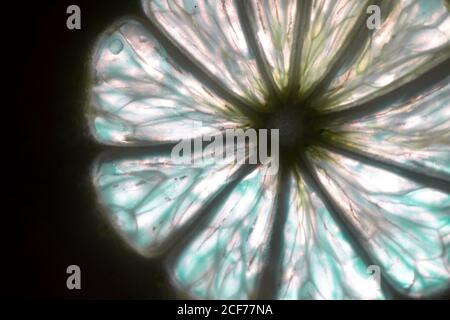 Sliced citrus fruits against light Stock Photo