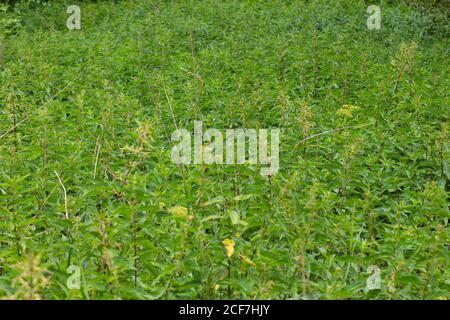 Field of stinging nettle,also called Urtica dioica or Brennnessel Stock Photo