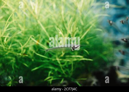 Closeup of flock of small transparent fishes underwater in aquarium on colorful blurred background Stock Photo