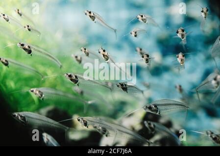 Closeup of flock of small transparent fishes underwater in aquarium on colorful blurred background Stock Photo