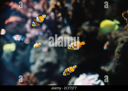 Wild striped white and orange clown fishes among colorful corals underwater in ocean on blurred background Stock Photo