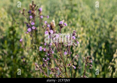 Close up of flowers of thistle in front of a oat field Stock Photo