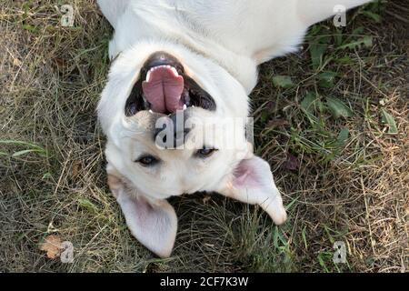Happy labrador puppy lying on back in grass. Smiling and laughing emotional pet outdoor Stock Photo