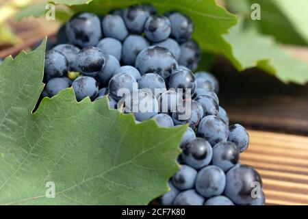 Ripe red wine grape on wooden background. harvest time Stock Photo