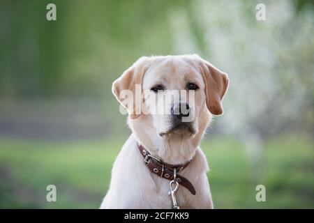 Portrait of yellow labrador retriever dog on green summer background. Stock Photo