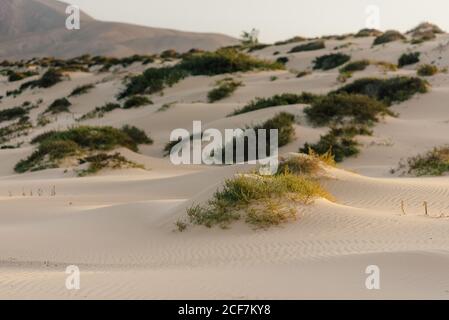 Green twigs growing in sand on seashore Stock Photo