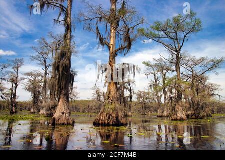 Cypresses trees and Spanish moss. Swamp land, Caddo Lake, Texas, USA