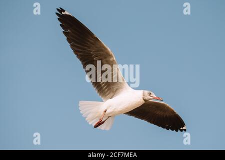 From below seagull with spread wings soaring against cloudless blue sky in nature Stock Photo