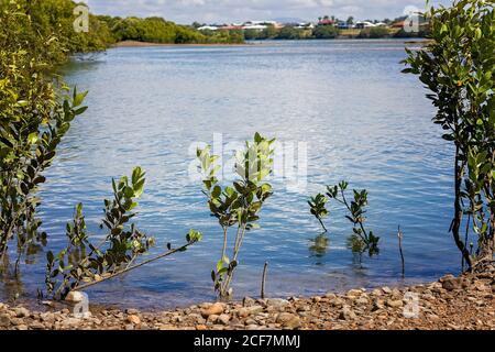Small mangrove shrubs on the river bank - tropical coastal vegetation Stock Photo