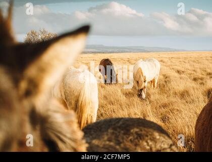 Beautiful wild horses pasturing on meadow with dry grass in Iceland Stock Photo