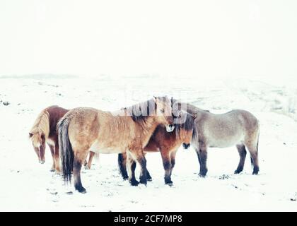 Beautiful brown horses pasturing on snowy meadow in winter in Iceland Stock Photo