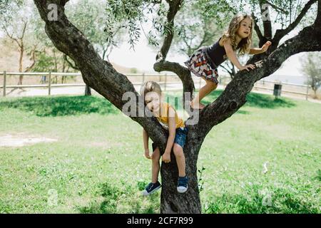 Joyful boy hanging on branch while active enthusiastic girl climbing higher and looking away on big tree growing on green lawn in summer garden Stock Photo