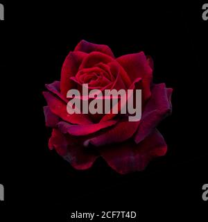 Dark red rose Stock Photo