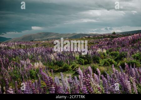 Majestic view of field with blooming Lupine flowers in New Zealand Stock Photo
