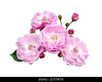 Delicate pink roses with green leaves Stock Photo