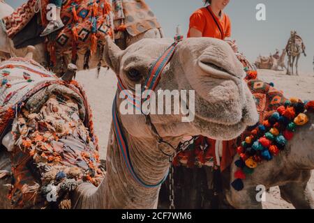 Two camels with ornamental saddles standing near camera while traveling with caravan in desert near Cairo, Egypt Stock Photo