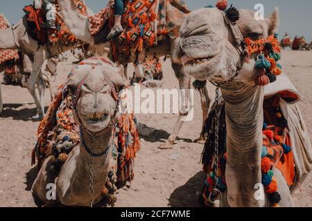 Two camels with ornamental saddles standing near camera while traveling with caravan in desert near Cairo, Egypt Stock Photo