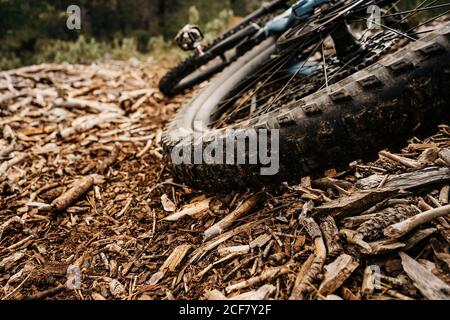 Bike with dirty tire placed on heap of dry wood chips on ground in forest Stock Photo