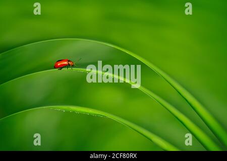 Ladybug Sitting on a Green Leaf Stock Photo
