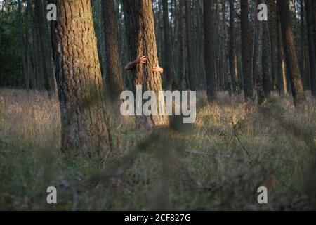 anonymous man hiding behind pine tree embracing tree while standing in forest Stock Photo