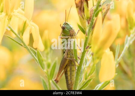 Grasshopper on dyer's greenweed (Genista tinctoria). Sussex, UK. Stock Photo