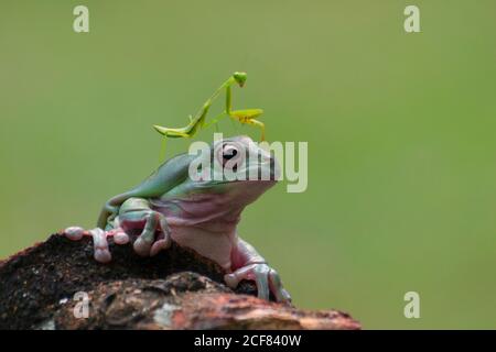 Praying Mantis Sitting on a Tree Frogs, Macro Photography Stock Photo