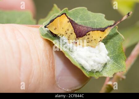 Puss moth (Cerura vinula) caterpillar with cocoons of parasitic wasp larvae which emerged from it. Sussex, UK. Stock Photo