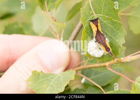 Puss moth (Cerura vinula) caterpillar with cocoons of parasitic wasp larvae which emerged from it. Sussex, UK. Stock Photo